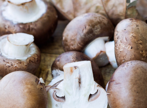 Royal Agaricus Mushroom